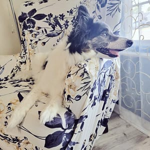 Beau, a black and white border collie mix, sitting in a big wing back armchair, gazing out the window with his chin on the armrest.